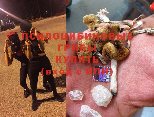 прущие грибы Алзамай